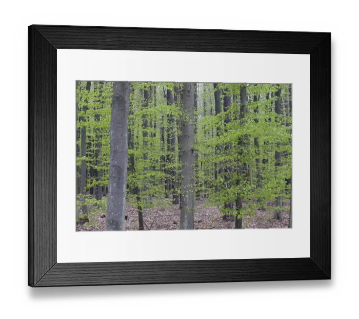 Framed Print : Beech forest
