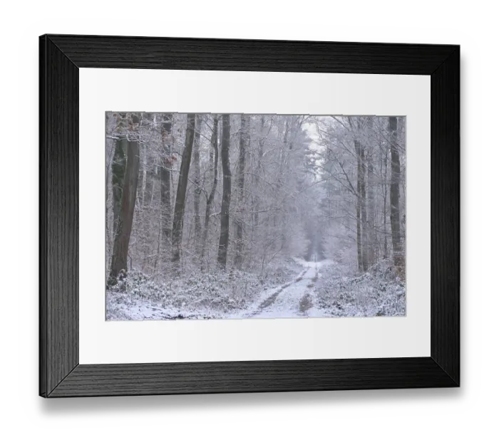Framed Print : Forest trail in winter Framed Print : Forest trail in winter
