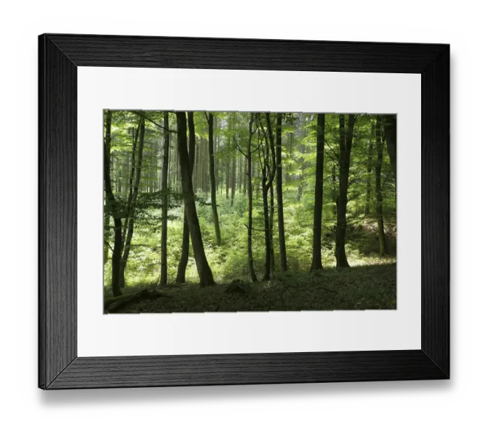 Framed Print : Deciduous forest in Westerwald