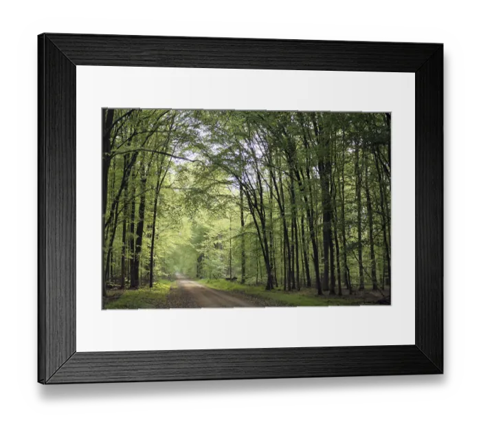 Framed Print : Waldweg Framed Print : Waldweg