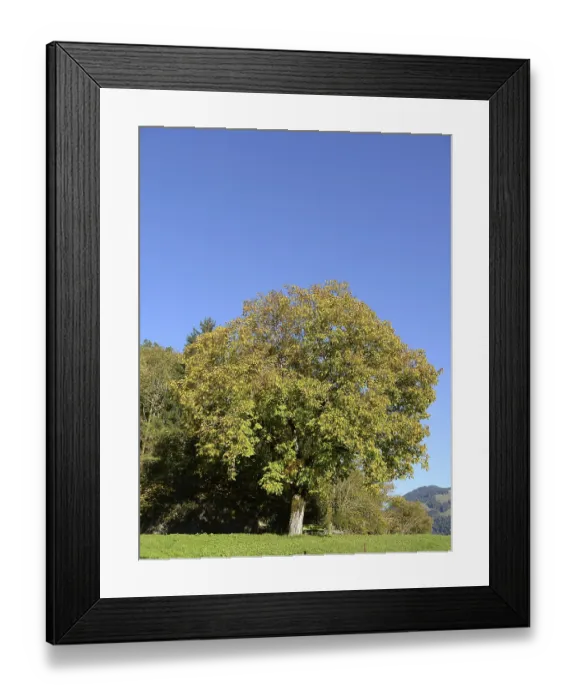 Framed Print : Tree near Bizau