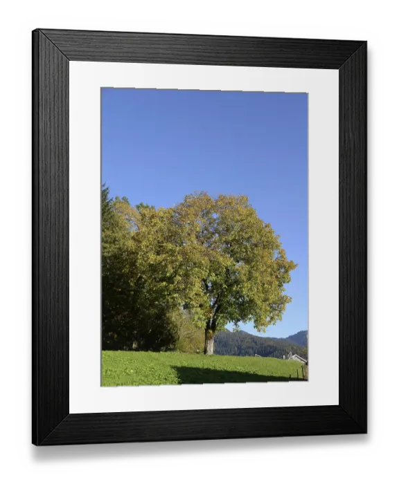 Framed Print : Tree near Bizau Framed Print : Tree near Bizau
