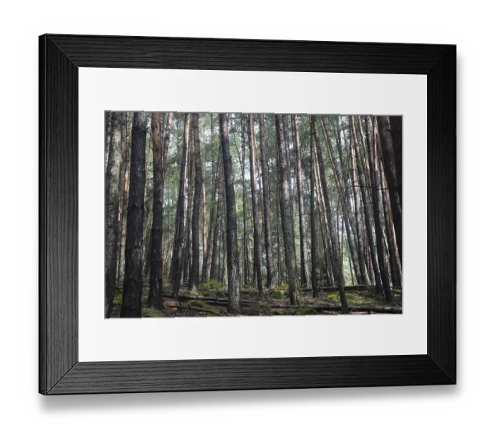 Framed Print : Coniferous forest
