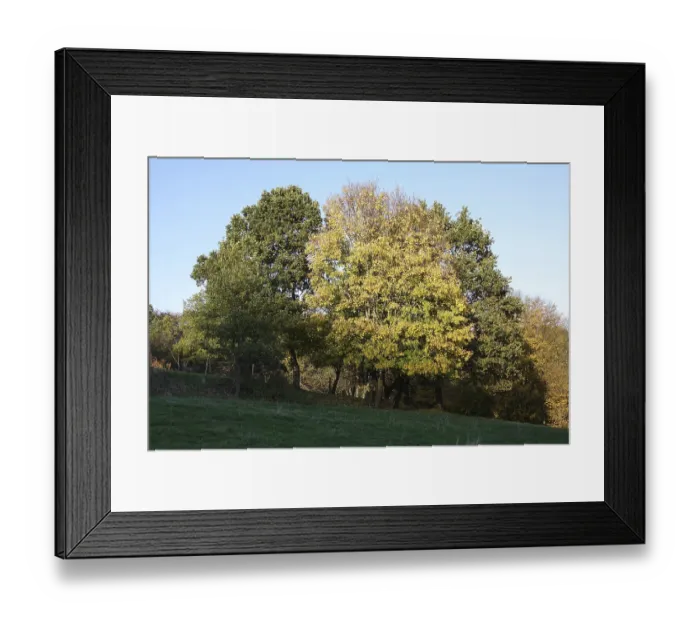 Framed Print : Edge of forest in autumn