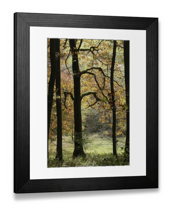Framed Print : Herbstwald