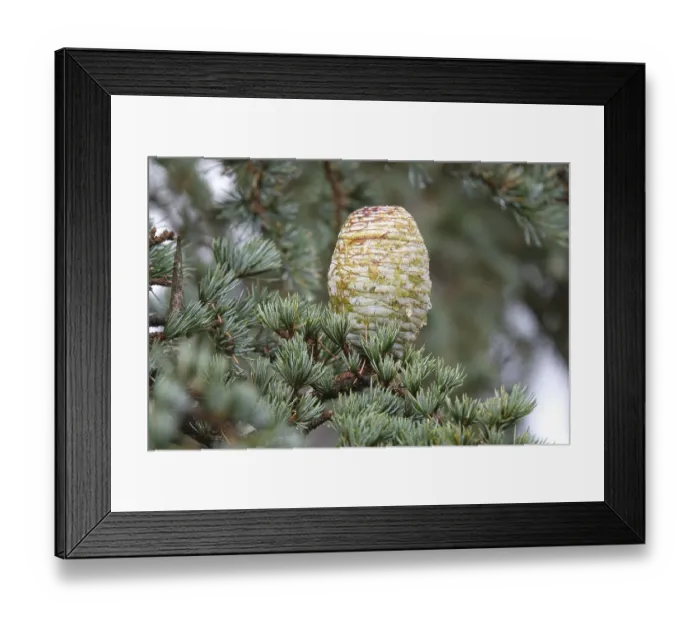 Framed Print : Atlas cedar cones