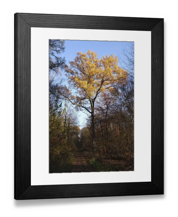 Framed Print : Forest in autumn Framed Print : Forest in autumn