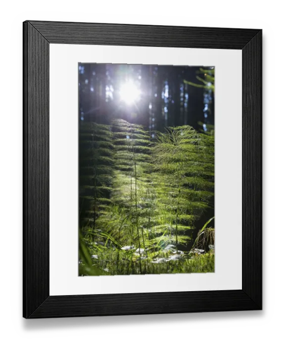 Framed Print : Horsetail (Equisetum) in coniferous forest in sunlight Framed Print : Horsetail (Equisetum) in coniferous forest in sunlight