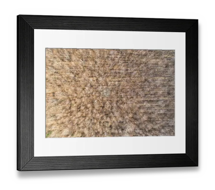 Framed Print : Aerial view of a bare forest with a geometric pattern of trees