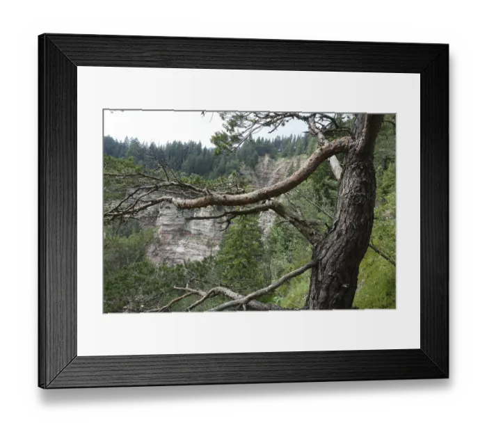 Framed Print : Tree in the Bletterbach Gorge Framed Print : Tree in the Bletterbach Gorge