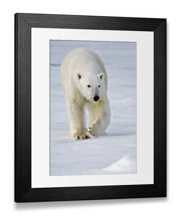 Framed Print : Polar bear (Ursus maritimus) Svalbard Framed Print : Polar bear (Ursus maritimus) Svalbard