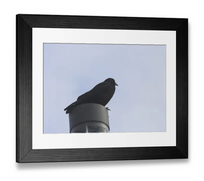Framed Print : Raven crow (Corvus corone), on a lantern Framed Print : Raven crow (Corvus corone), on a lantern