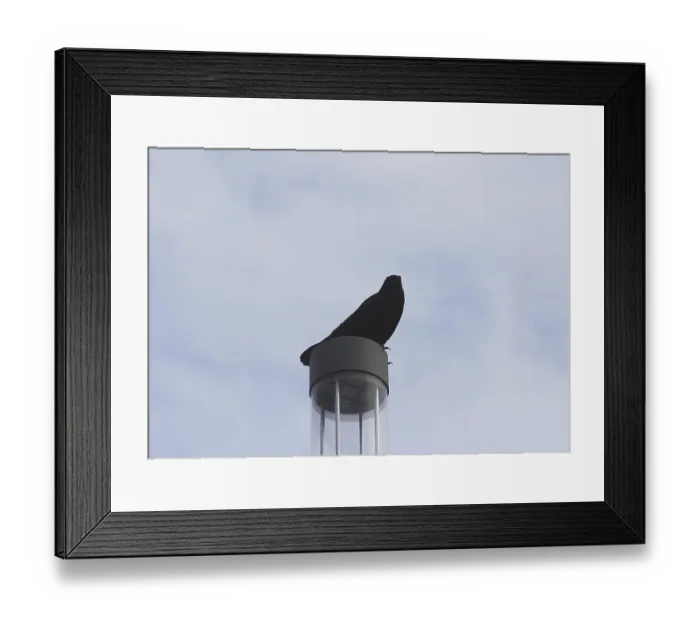 Framed Print : Raven crow (Corvus corone), on a lantern
