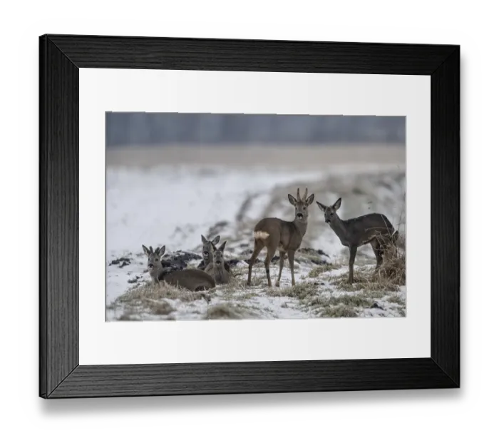 Framed Print : Roe deer (Capreolus capreolus)