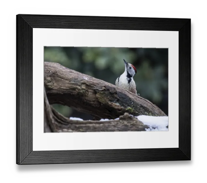 Framed Print : Middle Spotted Woodpecker (Leiopicus medius)