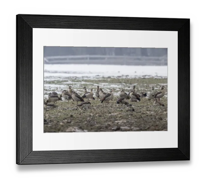 Framed Print : Egyptian geese (Alopochen aegyptiacus)