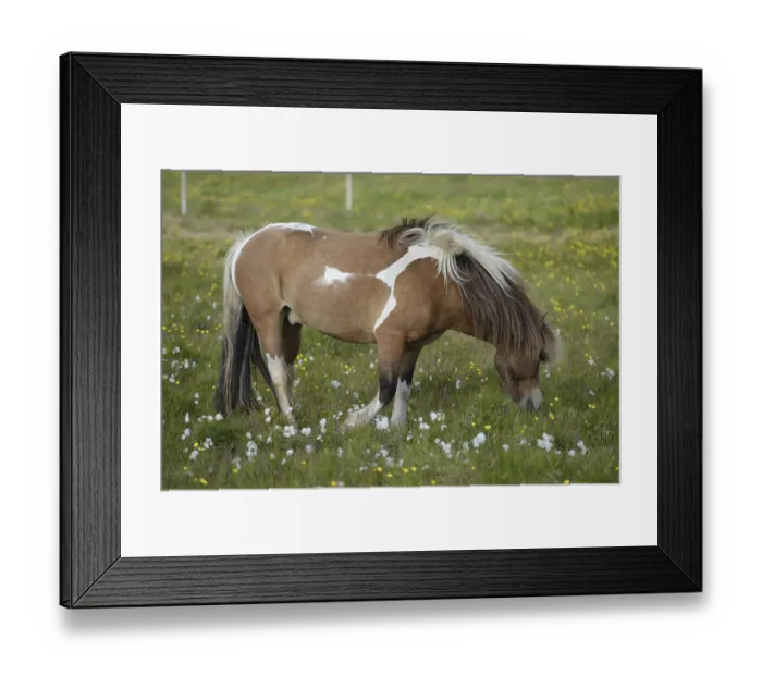 Framed Print : Island pony