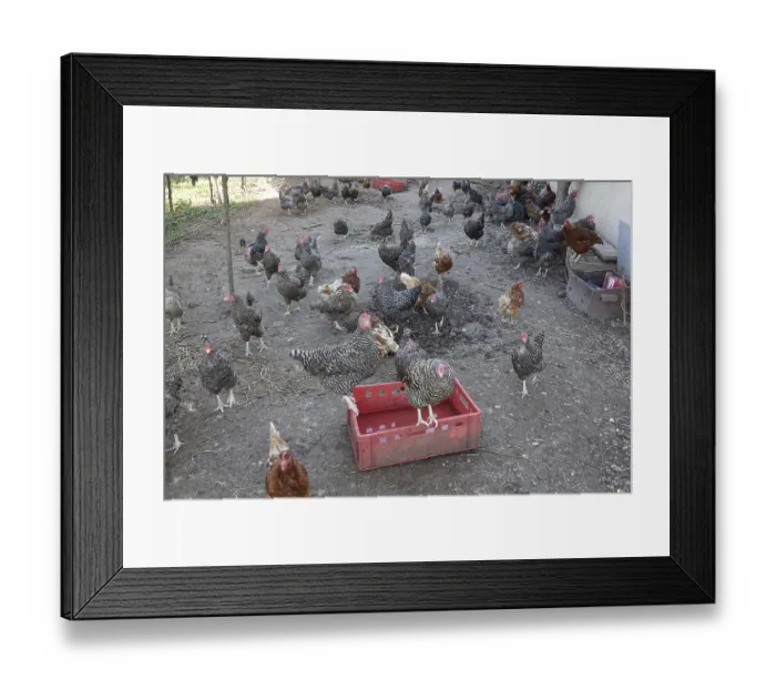 Framed Print : Hens Framed Print : Hens
