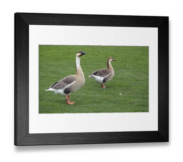 Framed Print : Nile geese