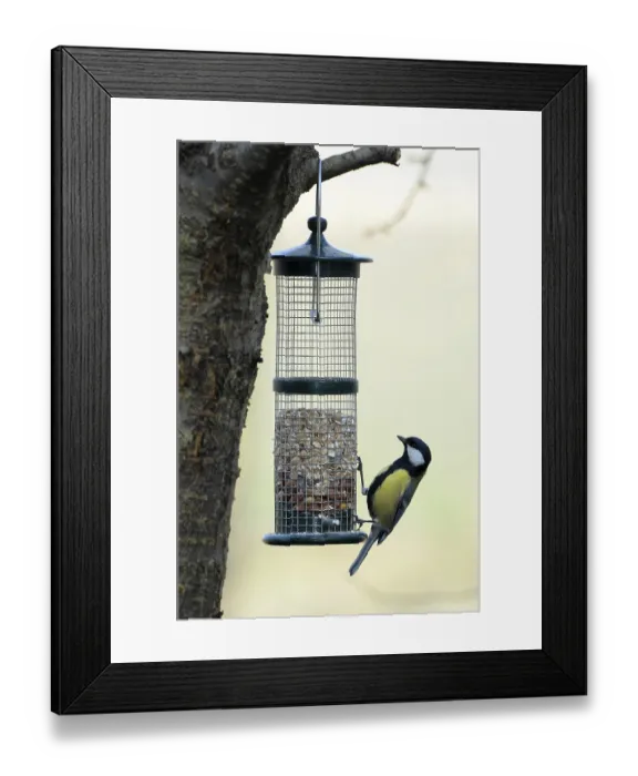 Framed Print : Great tit at a feeding site