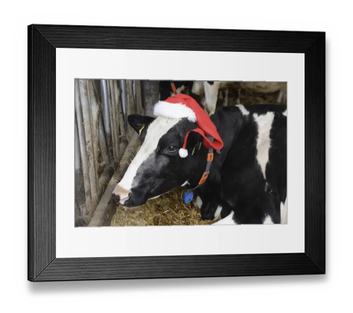 Framed Print : Cow with Santa Hat