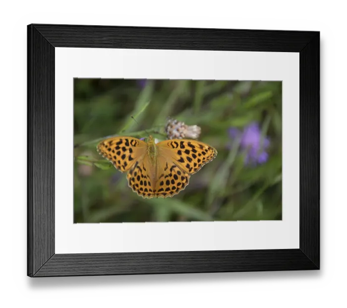 Framed Print : Distelfalter Framed Print : Distelfalter
