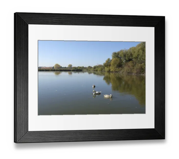 Framed Print : Swans on Reinheimer Teich