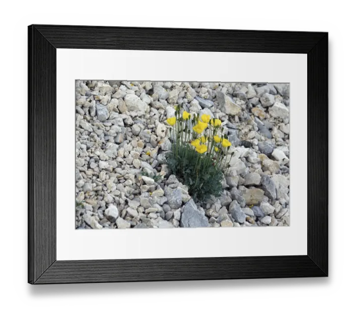 Framed Print : Papaver alpinum Framed Print : Papaver alpinum
