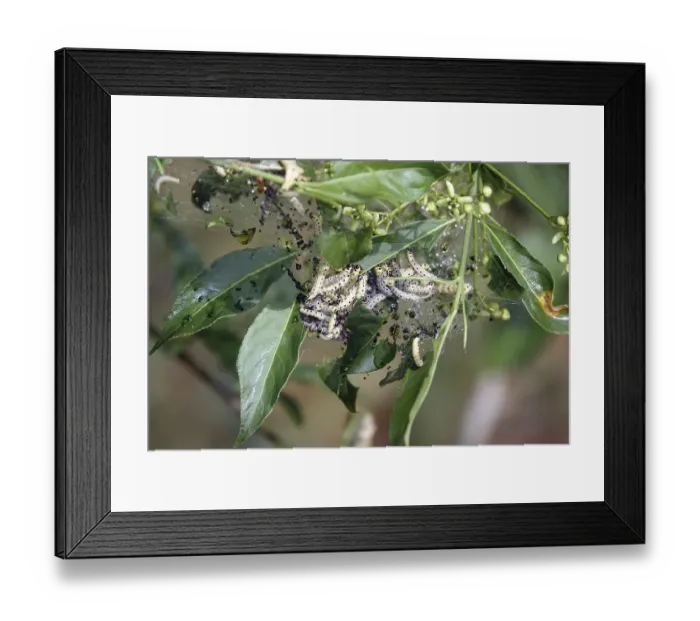 Framed Print : Ghost moth caterpillars