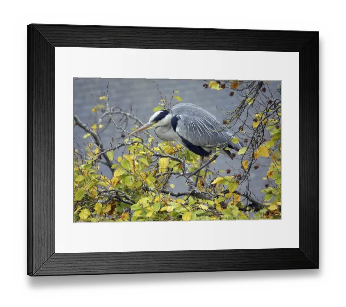 Framed Print : Grey heron