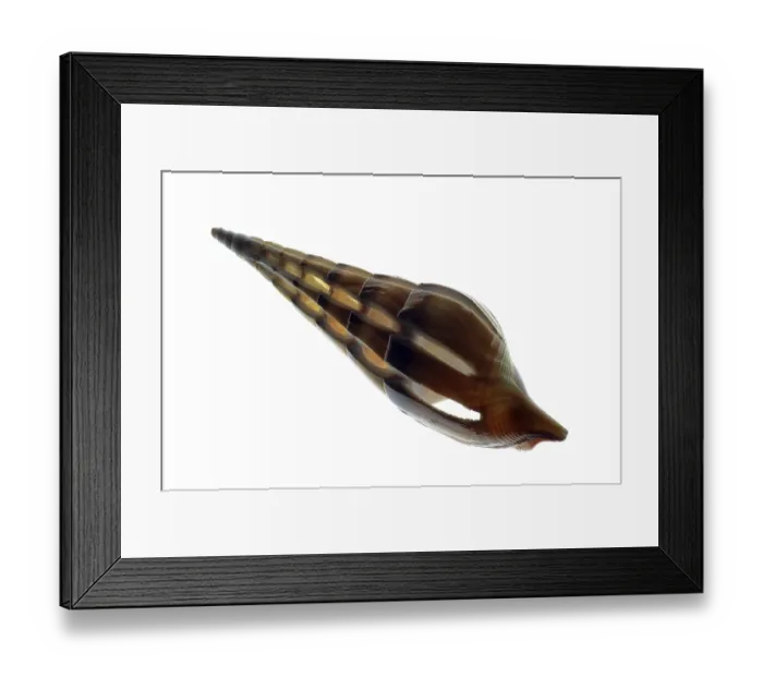 Framed Print : Sea snail
