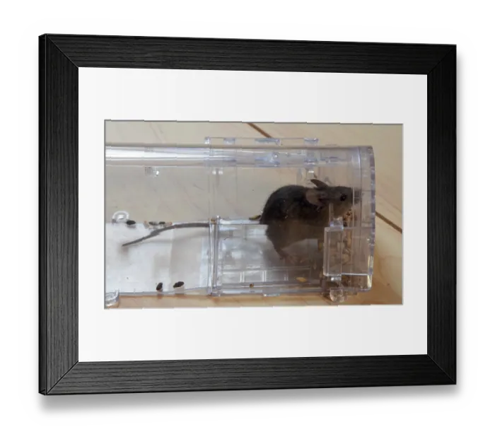 Framed Print : Mouse in a live trap Framed Print : Mouse in a live trap