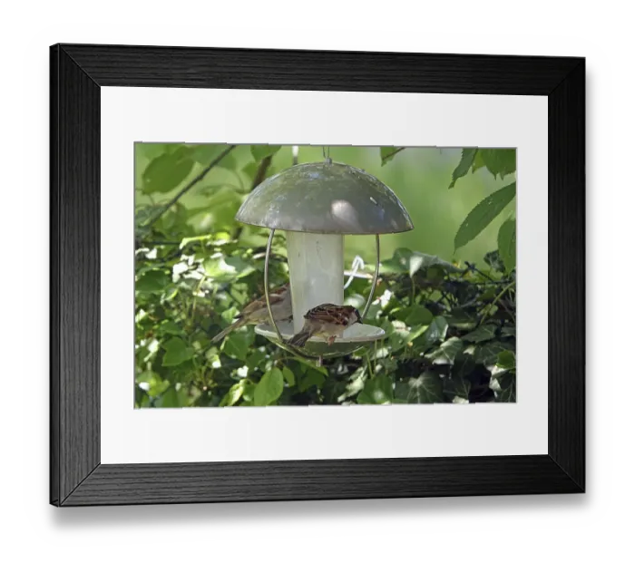 Framed Print : Sparrow at a feeding place