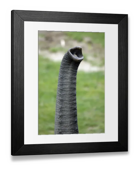 Framed Print : Elephant trunk
