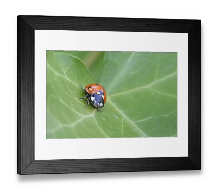 Framed Print : Ladybird