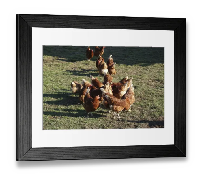Framed Print : Hens Framed Print : Hens