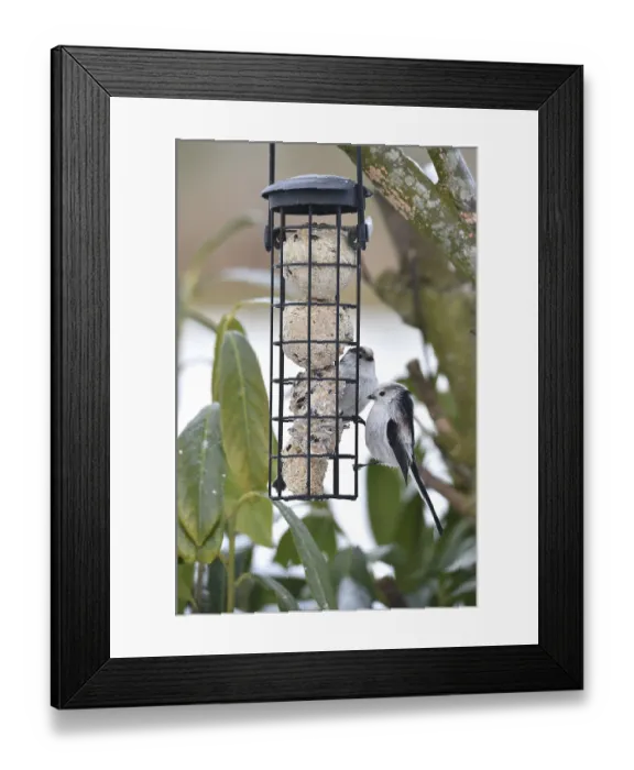 Framed Print : Long-tailed tits (Aegithalos caudatus) eating tit dumplings in winter