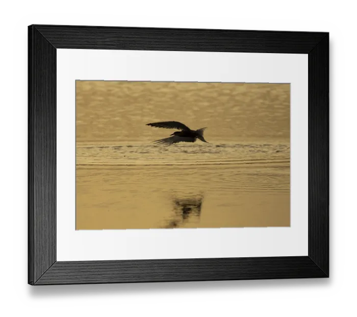 Framed Print : Common tern (Sterna hirundo) adult bird taking off in flight from the water surface of a lake at sunset in summer