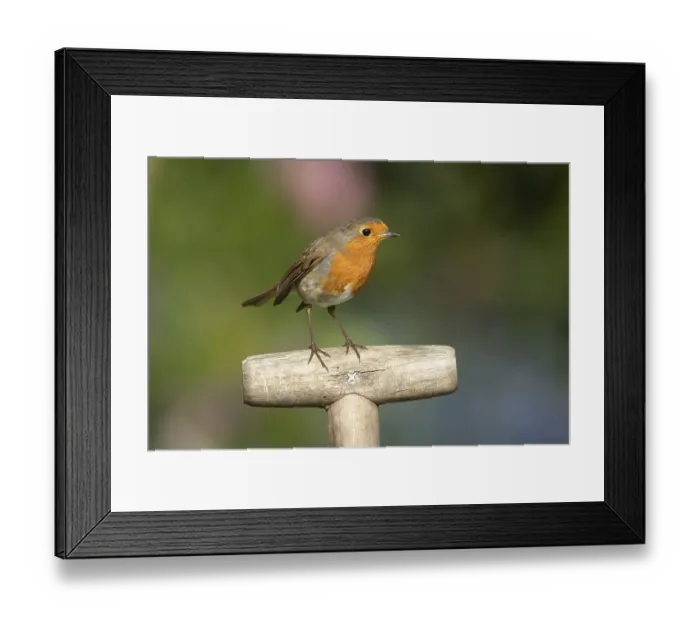 Framed Print : European Robin (Erithacus rubecula) adult garden bird on a fork handle in spring