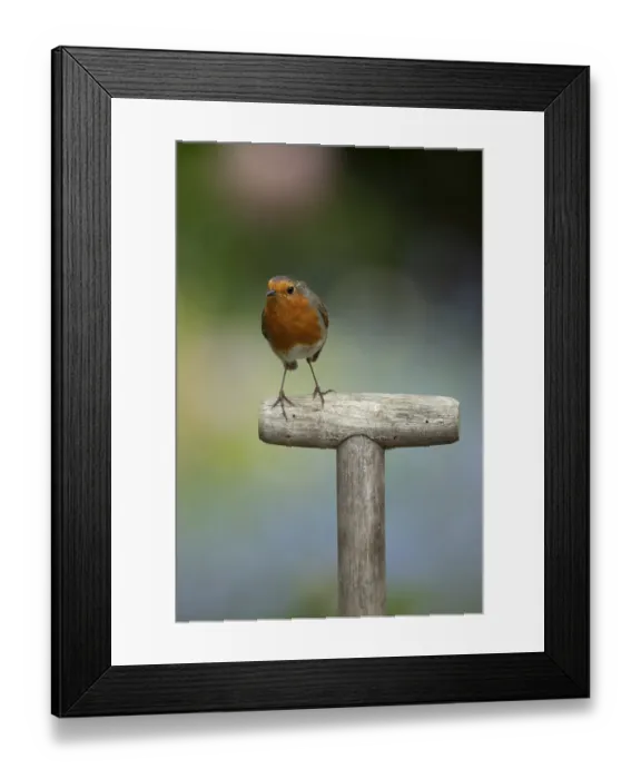 Framed Print : European Robin (Erithacus rubecula) adult garden bird on a fork handle in spring