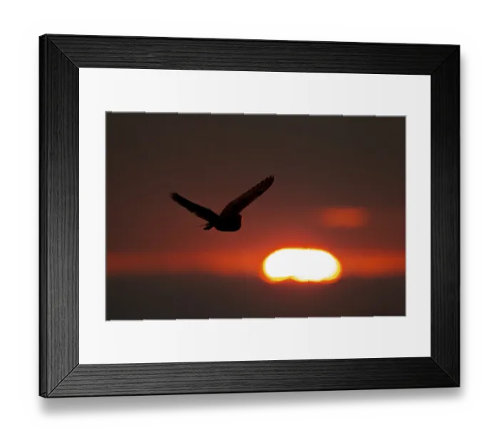 Framed Print : Barn owl (Tyto alba) adult bird flying silhouette at sunset Framed Print : Barn owl (Tyto alba) adult bird flying silhouette at sunset