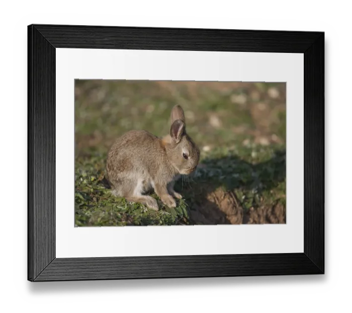 Framed Print : Rabbit (Oryctolagus cuniculus) juvenile baby bunny wild mammal resting by its burrow in the countryside in spring