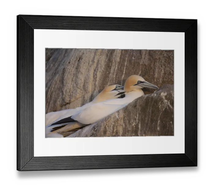 Framed Print : Northern gannet (Morus bassanus) Framed Print : Northern gannet (Morus bassanus)