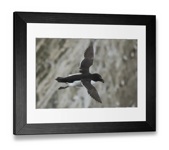 Framed Print : Razorbill (Alca torda) adult seabird bird in flight in summer