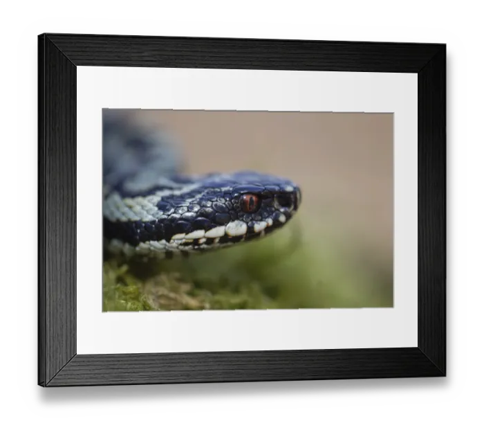 Framed Print : Common european adder or viper snake (Vipera berus) adult reptile on a moss covered tree stump in spring