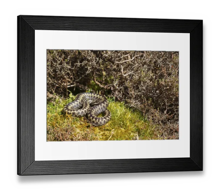 Framed Print : Common european adder or viper snake (Vipera berus)
