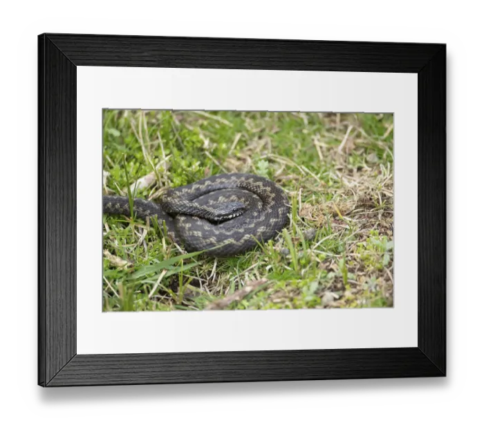 Framed Print : Common european adder or viper snake (Vipera berus) adult reptile basking or warming up in grassland in spring