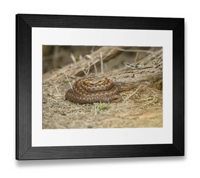 Framed Print : Common european adder or viper snake (Vipera berus) adult reptile basking under a Gorse bush in spring
