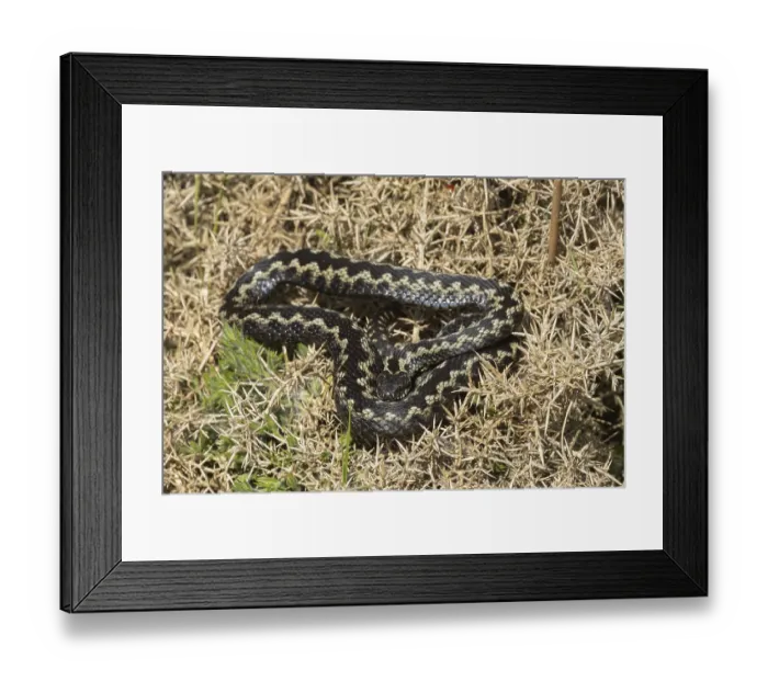 Framed Print : Common european adder or viper snake (Vipera berus) adult reptile basking on a Gorse bush