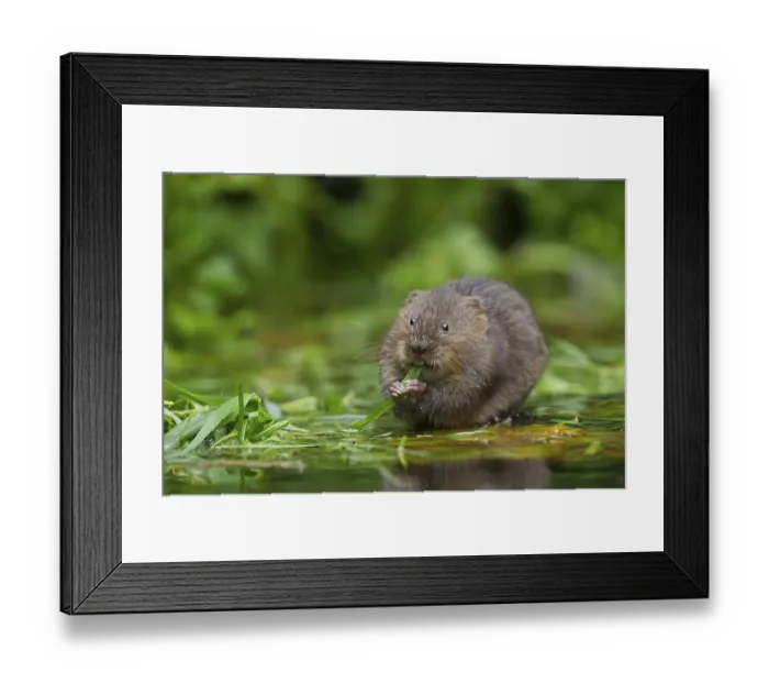 Framed Print : Water vole (Arvicola amphibius) adult rodent animal feeding on reed plant leaves on a pond Framed Print : Water vole (Arvicola amphibius) adult rodent animal feeding on reed plant leaves on a pond